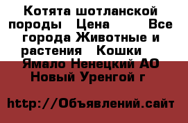 Котята шотланской породы › Цена ­ 40 - Все города Животные и растения » Кошки   . Ямало-Ненецкий АО,Новый Уренгой г.